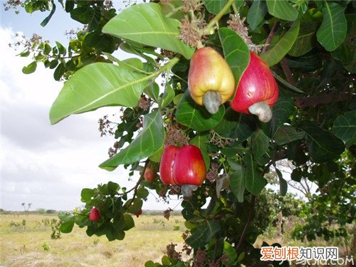 腰果树种植方法腰果的营养价值