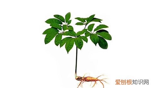 人参叶怎么吃人参叶的功效与作用