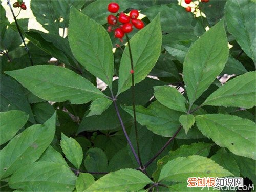 人参叶怎么吃人参叶的功效与作用