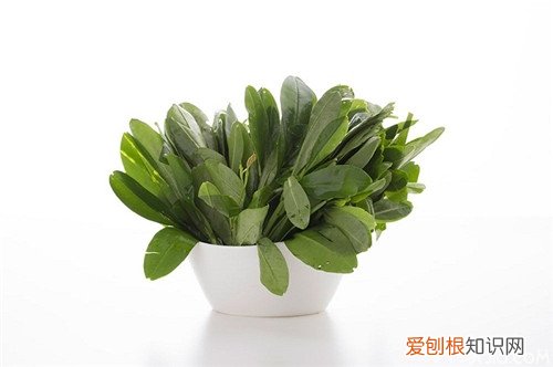 人参叶怎么吃人参叶的功效与作用