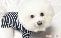 狗吃木糖醇会死吗 狗吃木糖醇为什么会导致死亡