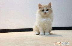 银渐层几个月长到最大 银渐层会长多大,银渐层体型会长多大,银渐层可以长多大