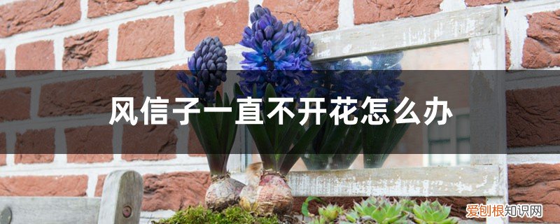风信子开花能保持多久 风信子一直不开花怎么办，风信子开花持续多长时间