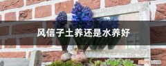 风信子土养的改成水养 风信子土养还是水养好，风信子怎么土养改水养