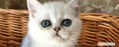 银渐层猫多少钱一只小猫 银渐层猫多少钱一只,银渐层售价,银渐层多少钱一只