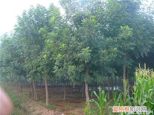 白蜡种子育苗 白蜡种子种植全步骤