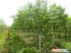 白蜡种子育苗 白蜡种子种植全步骤
