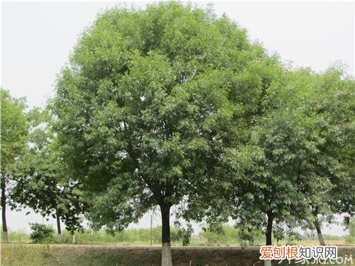 白蜡种子育苗 白蜡种子种植全步骤