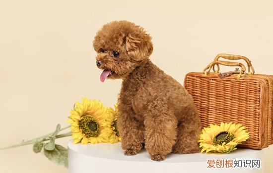 泰迪幼犬怕冷还是怕热 泰迪怕冷还是怕热