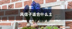 风信子可以养在土里吗 风信子适合什么土，风信子能在家里养吗