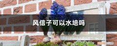 如何种风信子水培 风信子可以水培吗，风信子水培如何养