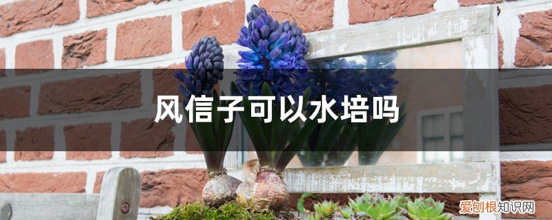 如何种风信子水培 风信子可以水培吗，风信子水培如何养