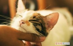 猫绣球花中毒 绣球花对猫有毒,绣球花对猫有什么影响,猫闻绣球花会怎么样