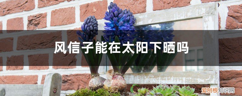 风信子怕太阳晒吗 风信子能在太阳下晒吗,会不会被晒死