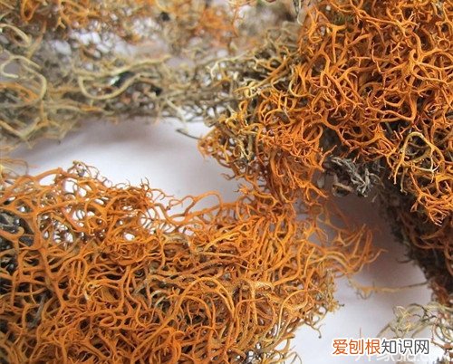 红雪茶的功效与作用红雪茶的功效与作用诠释