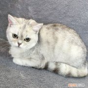 美短金渐层和英短金渐层区别 美短银渐层和英短银渐层区别