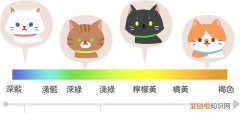 猫咪眼睛颜色变化过程 猫咪眼睛变色的过程