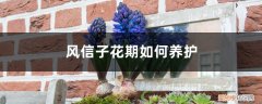 风信子开完花怎么养护 风信子花期如何养护，风信子的开花时间