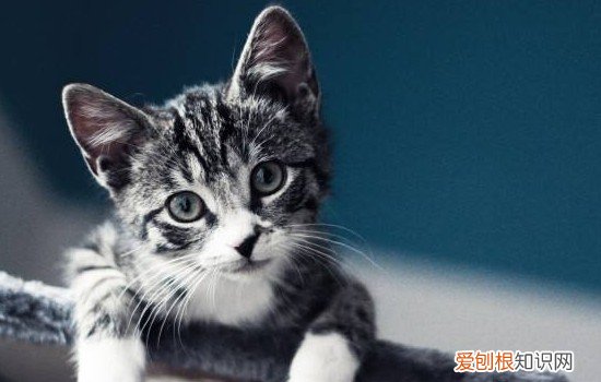 猫能看见不干净的东西,猫可不可以看见不干净的,猫能不能看见不干净的