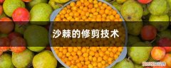 沙棘果怎么剪枝 沙棘的修剪技术，沙棘整形修剪方法