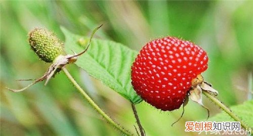 野草莓能吃吗 野草莓种类有哪些