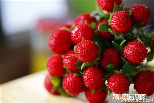 野草莓能吃吗 野草莓种类有哪些