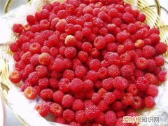 野草莓能吃吗 野草莓种类有哪些