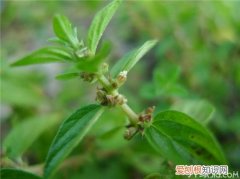 【涨知识】雾水葛的功效与作用，雾水葛的功效是什么