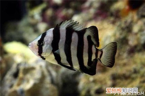 虎鱼养殖怎样养才能养出效果