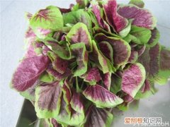 【美食指南】带你看看苋菜知识苋菜图片