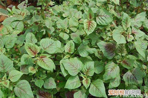 【美食指南】带你看看苋菜知识苋菜图片