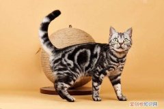 美短起司怎么看纯不纯 美国短毛猫怎么看纯不纯