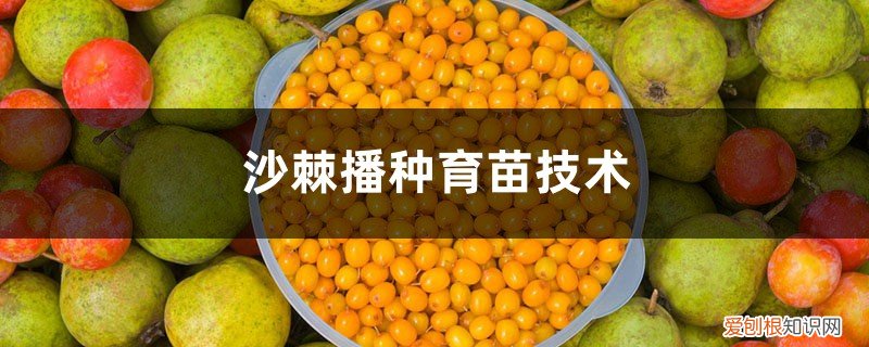 沙棘育苗技术和栽培 沙棘播种育苗技术，沙棘播种时间