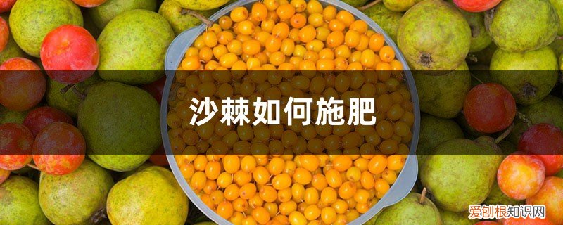 沙棘如何施肥,沙棘上什么肥料好 沙棘如何施肥，沙棘上什么肥