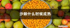 沙棘在几月份成熟 沙棘什么时候成熟，沙棘成熟了是什么样子