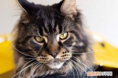 缅因猫幼猫最明显特征 缅因猫特征