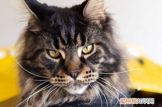 缅因猫幼猫最明显特征 缅因猫特征
