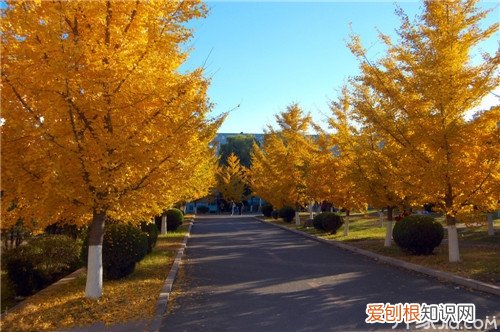 【染得千秋林一色，还家只当是春天】枫树的作用及特点，枫林尽染的意思是什么一叶知秋