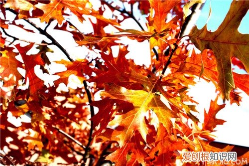【染得千秋林一色，还家只当是春天】枫树的作用及特点，枫林尽染的意思是什么一叶知秋