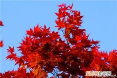 【染得千秋林一色，还家只当是春天】枫树的作用及特点，枫林尽染的意思是什么一叶知秋