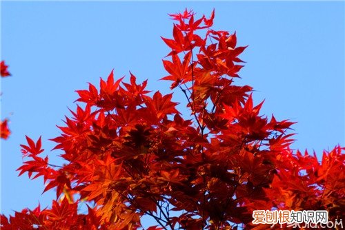 【染得千秋林一色，还家只当是春天】枫树的作用及特点，枫林尽染的意思是什么一叶知秋