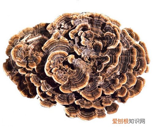 云芝和灵芝的区别 你都知道吗?