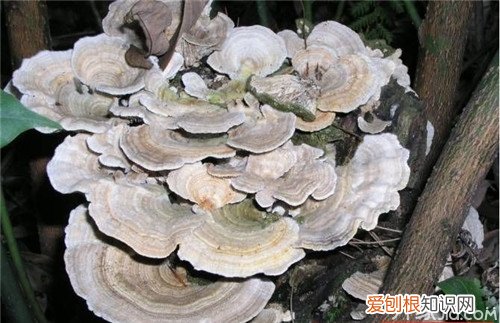 云芝和灵芝的区别 你都知道吗?