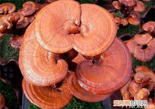 云芝和灵芝的区别 你都知道吗?