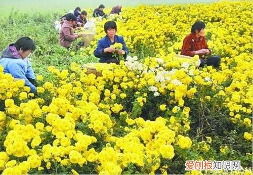 四大怀药之一 怀菊花的功效与作用