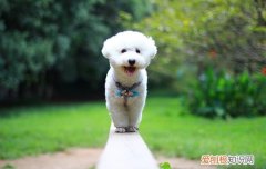为什么狗狗不能吃生鸡蛋 狗狗吃生鸡蛋会有事吗