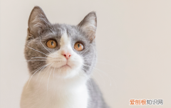 蓝猫和蓝白是一个品种吗 蓝猫和蓝白是同一种吗