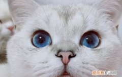 抖音尼莫是什么猫 抖音上的尼莫是什么猫
