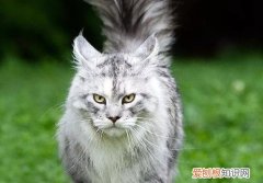 缅因猫智商缅因猫智商相当于人类2～3岁