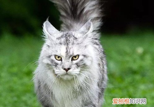 缅因猫智商缅因猫智商相当于人类2～3岁